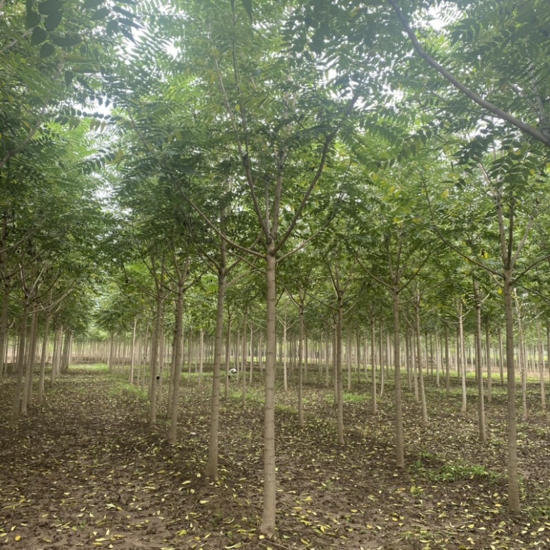 千头椿臭椿基地8公分10公分12公分15公分保质保量现货