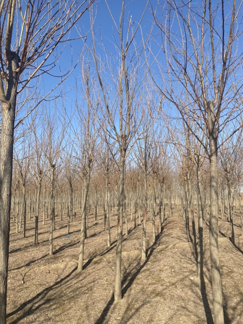 刺槐基地6公分8公分10公分12公分15公分现货充足