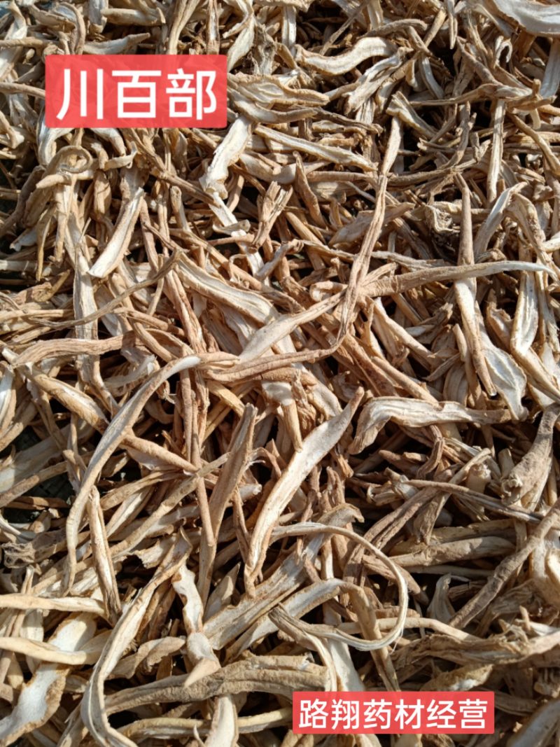 百部新货四川百部烘干急需的可以咨询下单