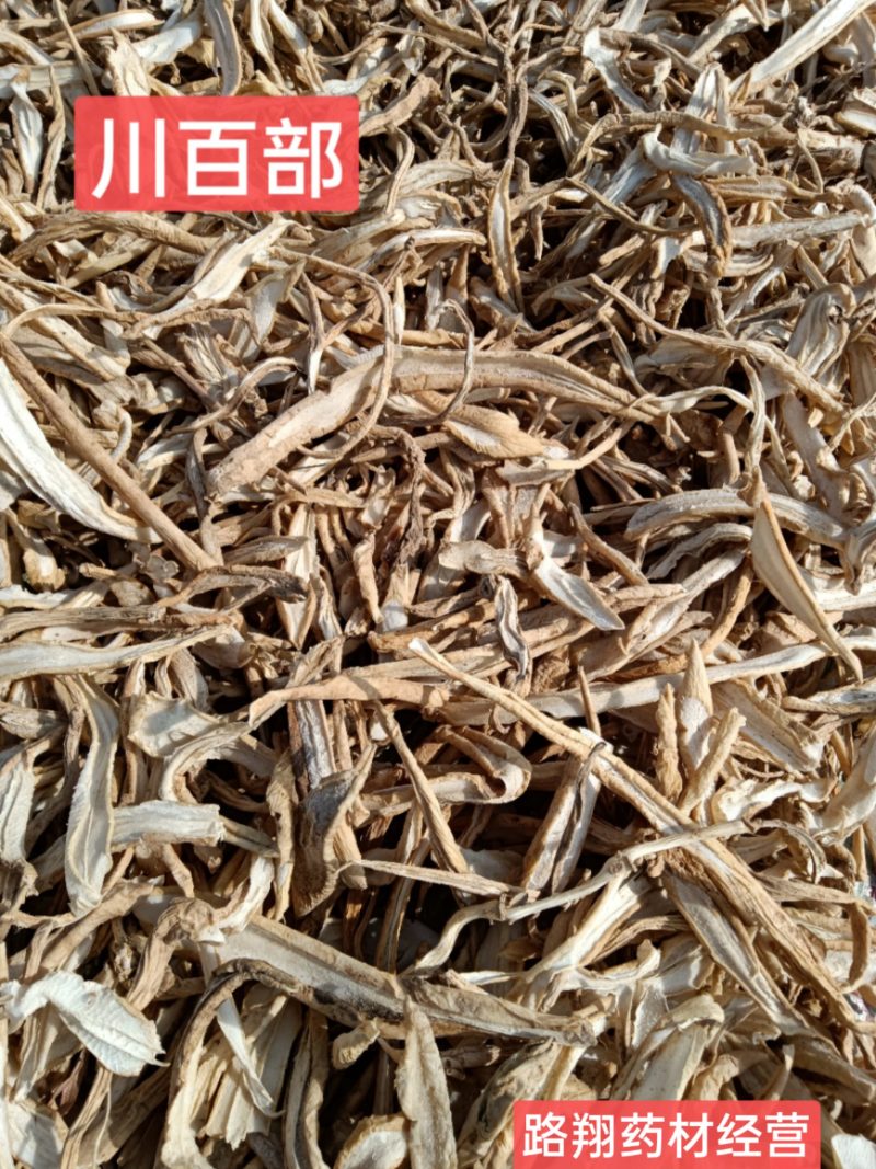 百部新货四川百部烘干急需的可以咨询下单