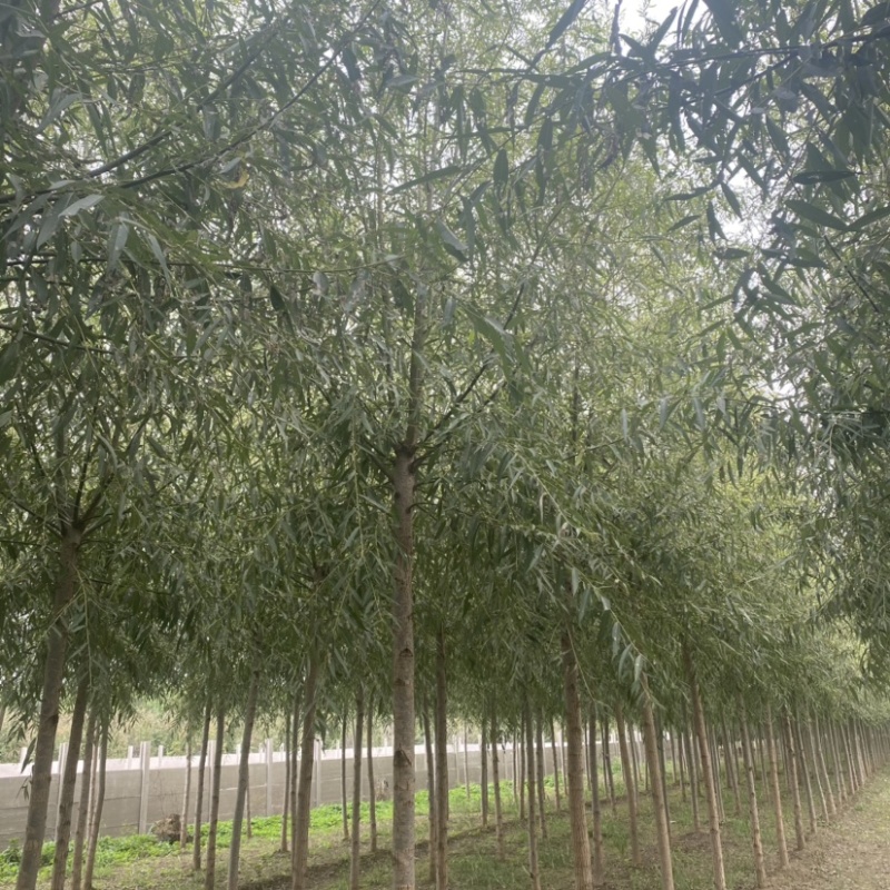 旱柳速生柳基地6公分8公分10公分12公分15公分现货