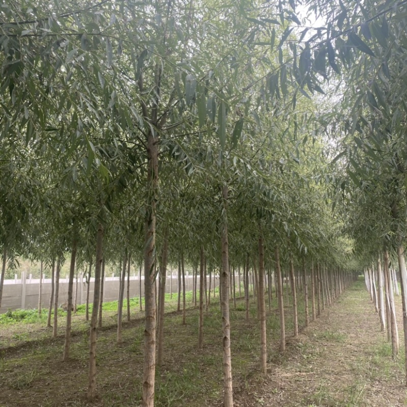 旱柳速生柳基地6公分8公分10公分12公分15公分现货
