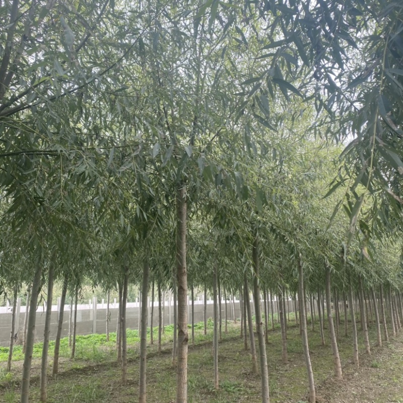 旱柳速生柳基地6公分8公分10公分12公分15公分现货