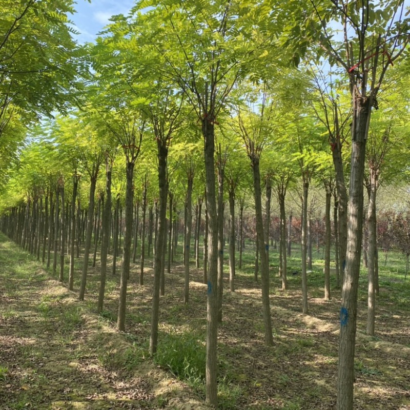 香花槐红花槐基地6公分8公分10公分12公分15公分现货