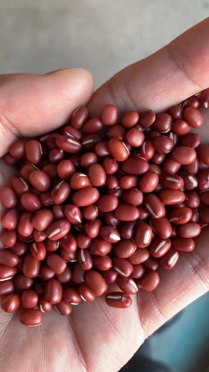 东北红小豆日本红大粒红