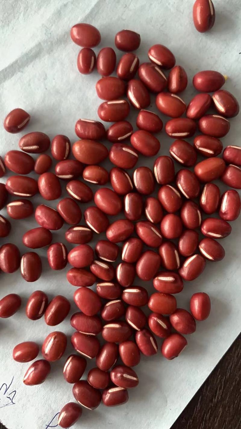 东北红小豆日本红大粒红
