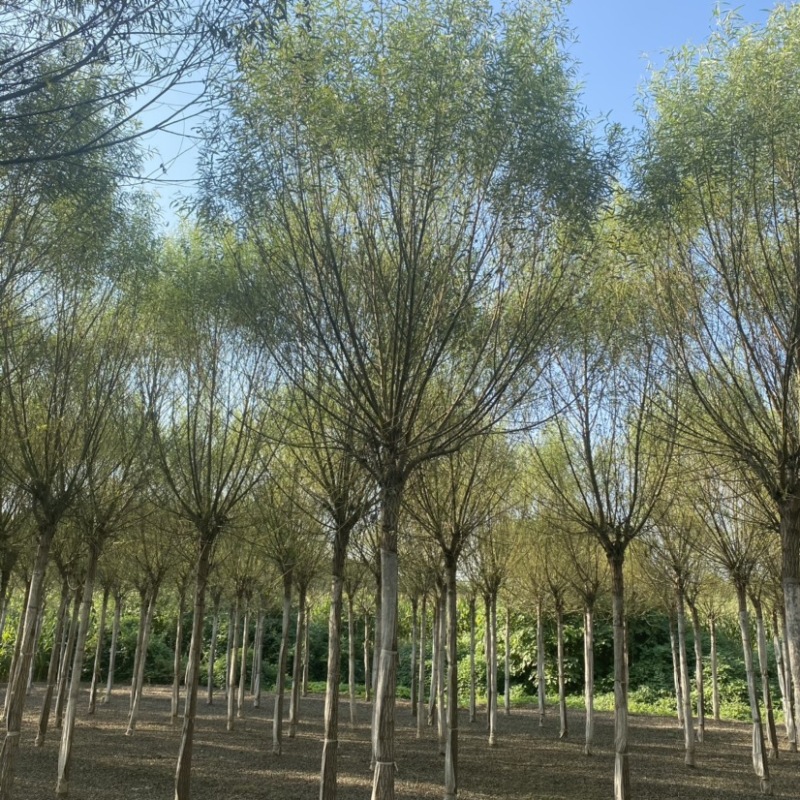 馒头柳基地8公分10公分12公分15公分现货充足保质保量