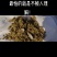 棉籽饼