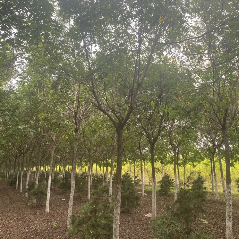 北栾树基地8公分10公分12公分15公分现货充足保质保量