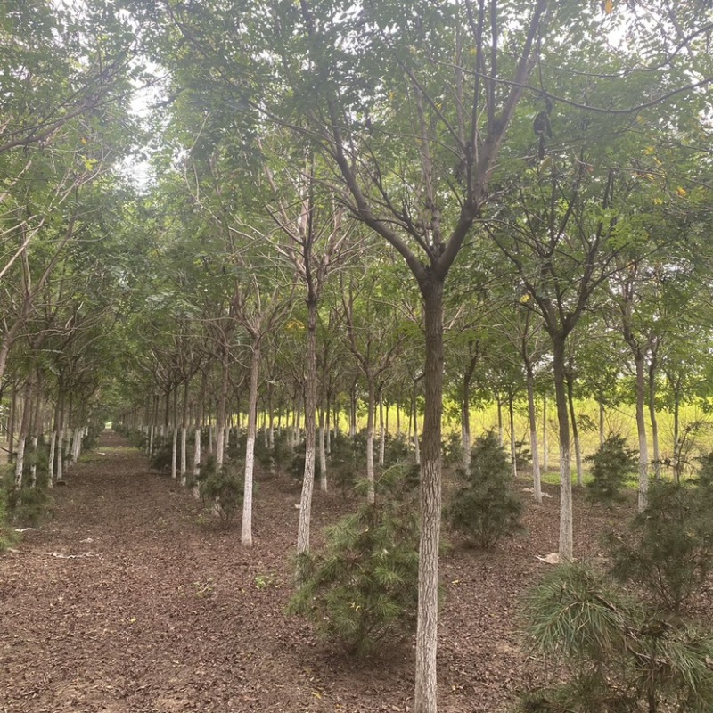 北栾树基地8公分10公分12公分15公分现货充足保质保量