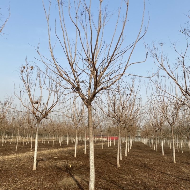 北栾树基地8公分10公分12公分15公分现货充足保质保量