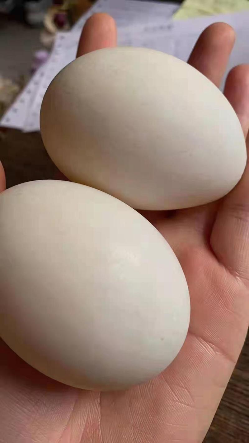 【热卖】精选鹅蛋，网红10枚装土鹅蛋，盒蛋，现装现发