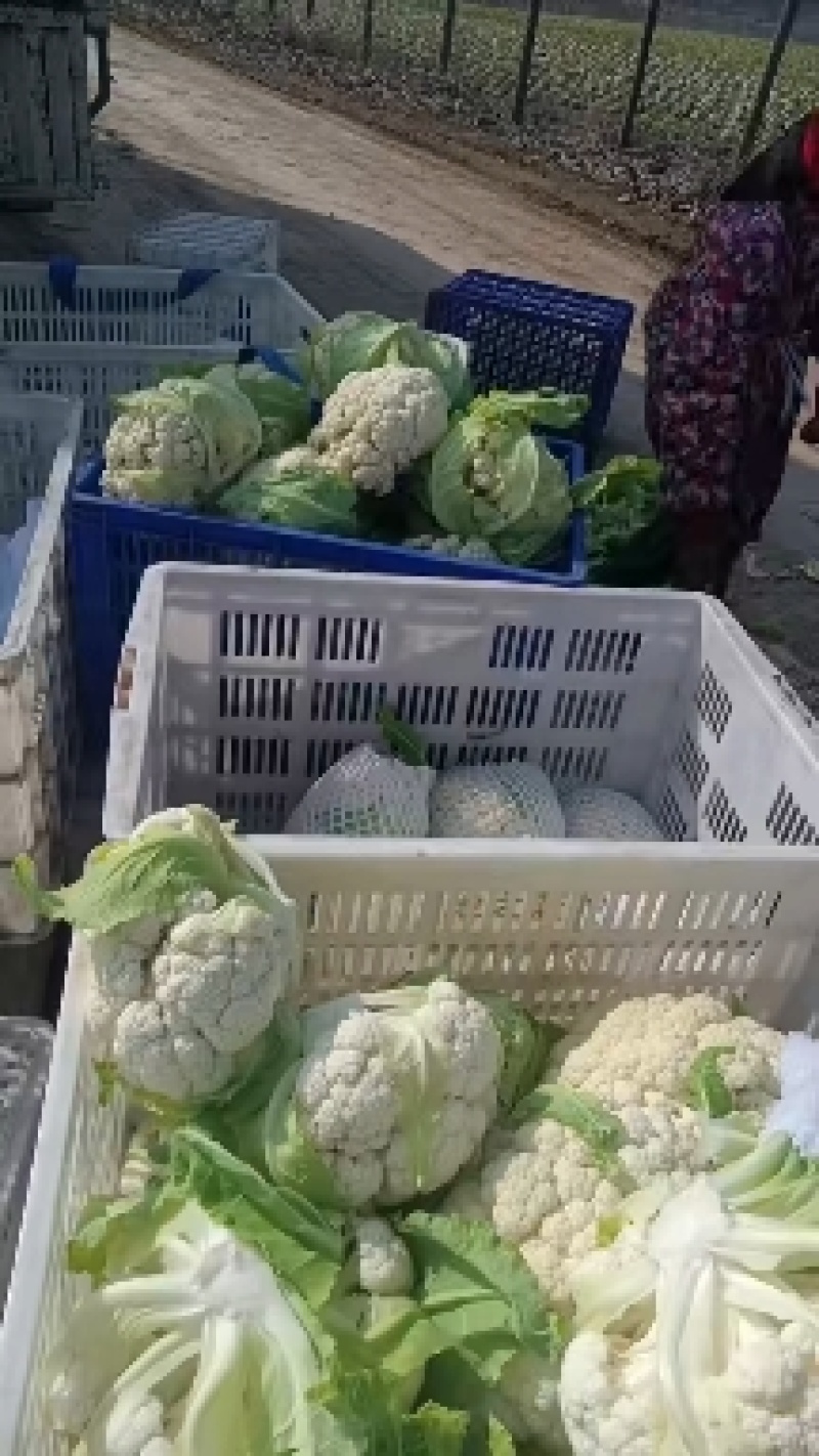 有机散花，有机花菜，超白，小米粒散花，有需要的老板联系我