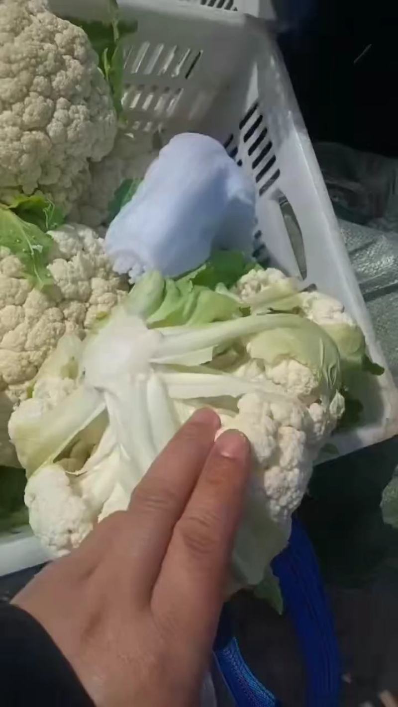 有机散花，有机花菜，超白，小米粒散花，有需要的老板联系我
