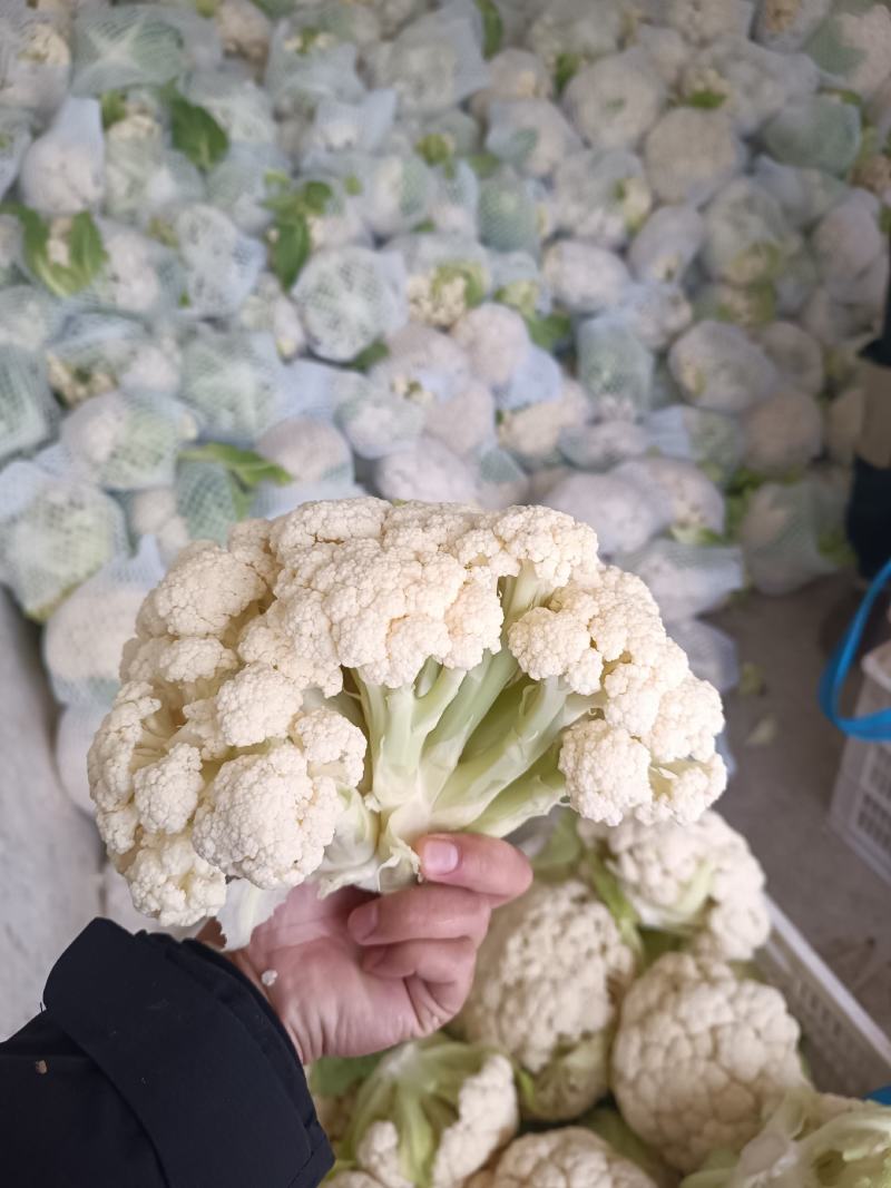 有机散花，有机花菜，超白，小米粒散花，有需要的老板联系我