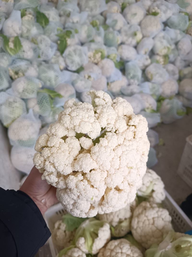 有机散花，有机花菜，超白，小米粒散花，有需要的老板联系我