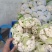 有机散花，有机花菜，超白，小米粒散花，有需要的老板联系我