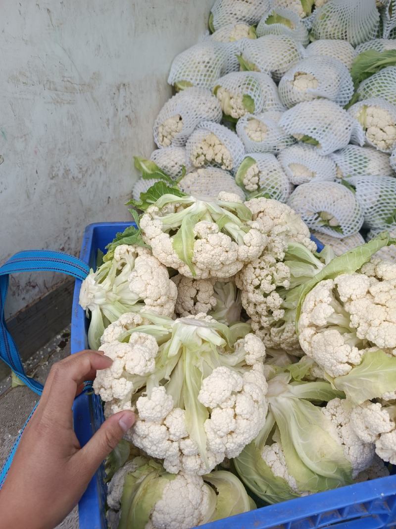 有机散花，有机花菜，超白，小米粒散花，有需要的老板联系我