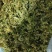 脱水有机花菜干花菜品质保证诚信经营一手货源欢迎采购