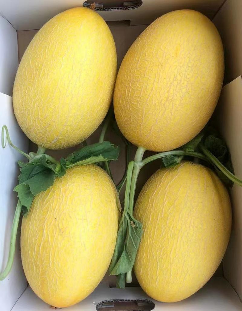 黄25甜瓜苗，苗厂直发，有专业售后技术指导，欢迎前来咨询