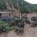 藏香猪大批出栏，两年以上喂养，主食南瓜蔬菜，养殖基地直供