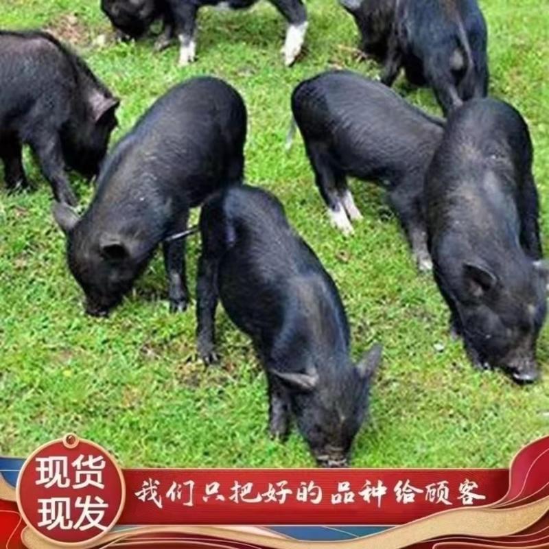 藏香猪大批出栏，两年以上喂养，主食南瓜蔬菜，养殖基地直供