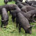 藏香猪大批出栏，两年以上喂养，主食南瓜蔬菜，养殖基地直供