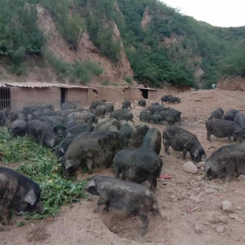 良心藏香猪养殖，繁育仔猪，肥猪支持视频看货