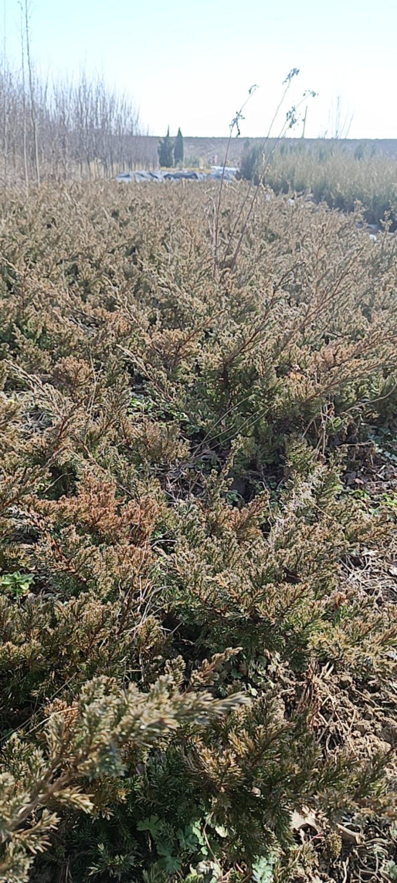 【好货】基地直发地柏工程苗造型树装盘材料苗大量一件代发