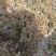 【好货】基地直发地柏工程苗造型树装盘材料苗大量一件代发
