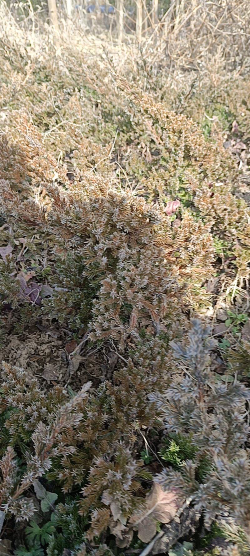 【好货】基地直发地柏工程苗造型树装盘材料苗大量一件代发