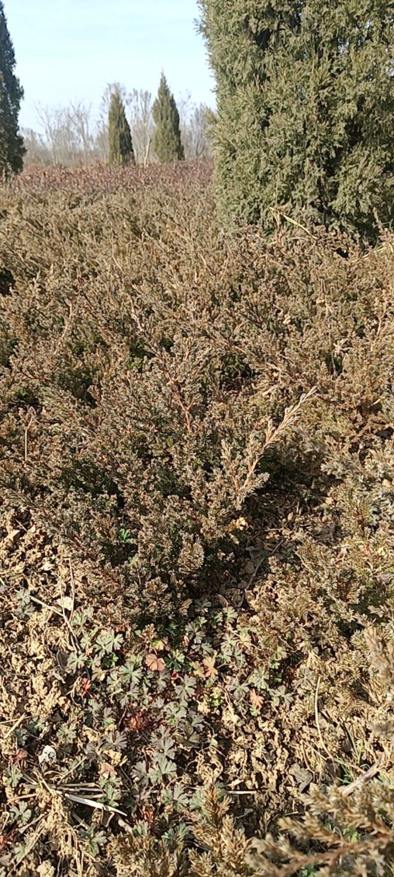 【好货】基地直发地柏工程苗造型树装盘材料苗大量一件代发