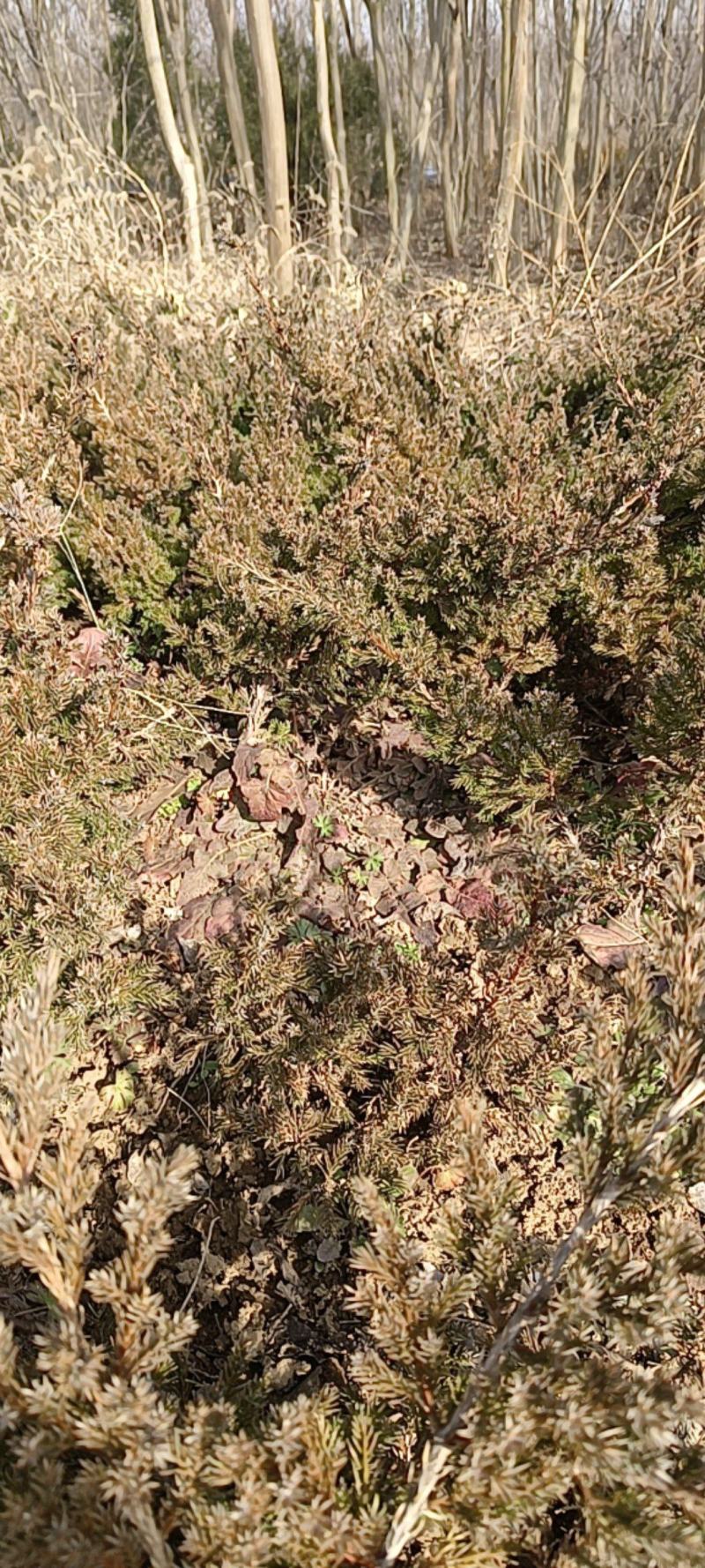 【好货】基地直发地柏工程苗造型树装盘材料苗大量一件代发