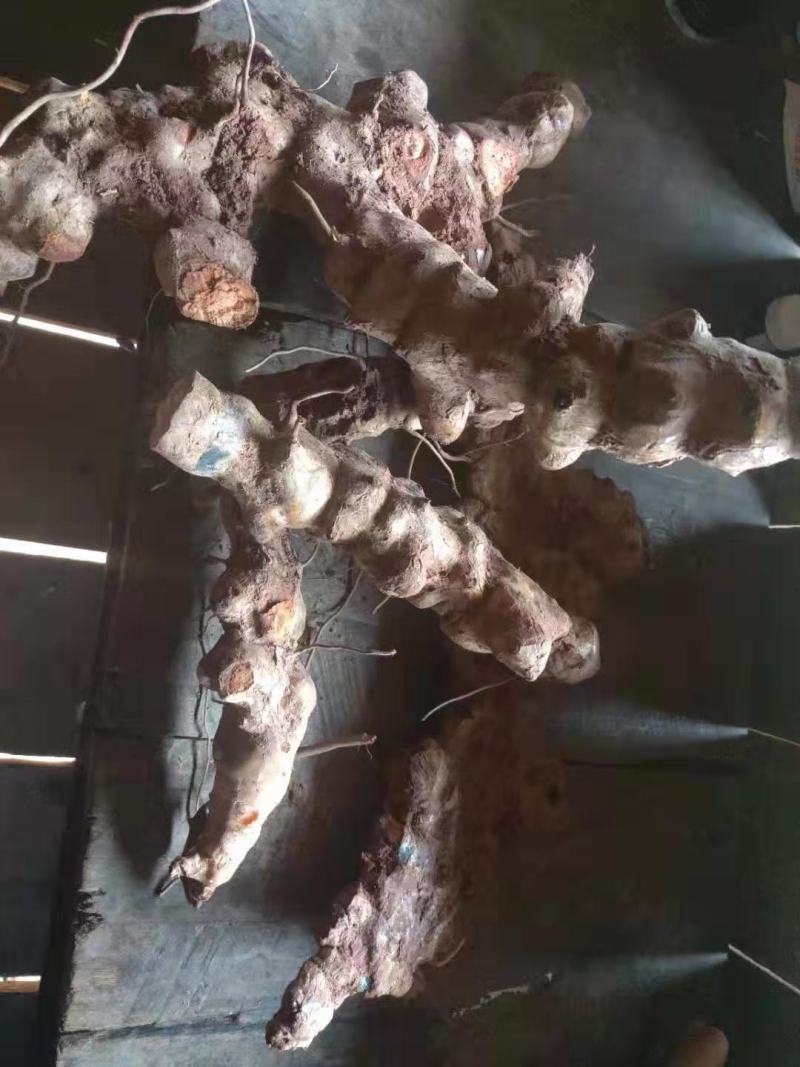 云南白肉土茯苓