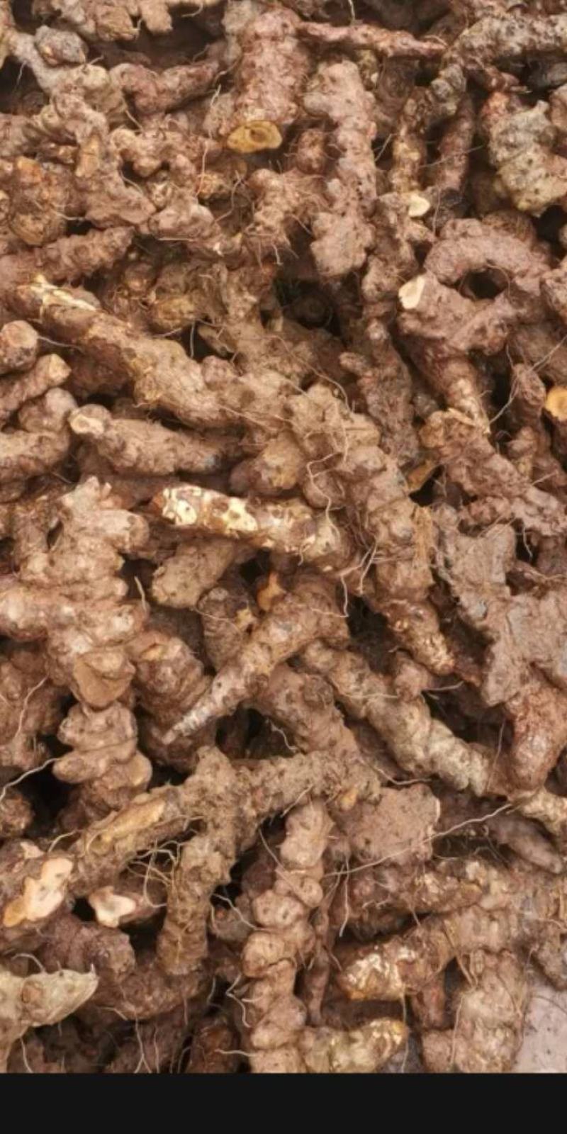 云南白肉土茯苓