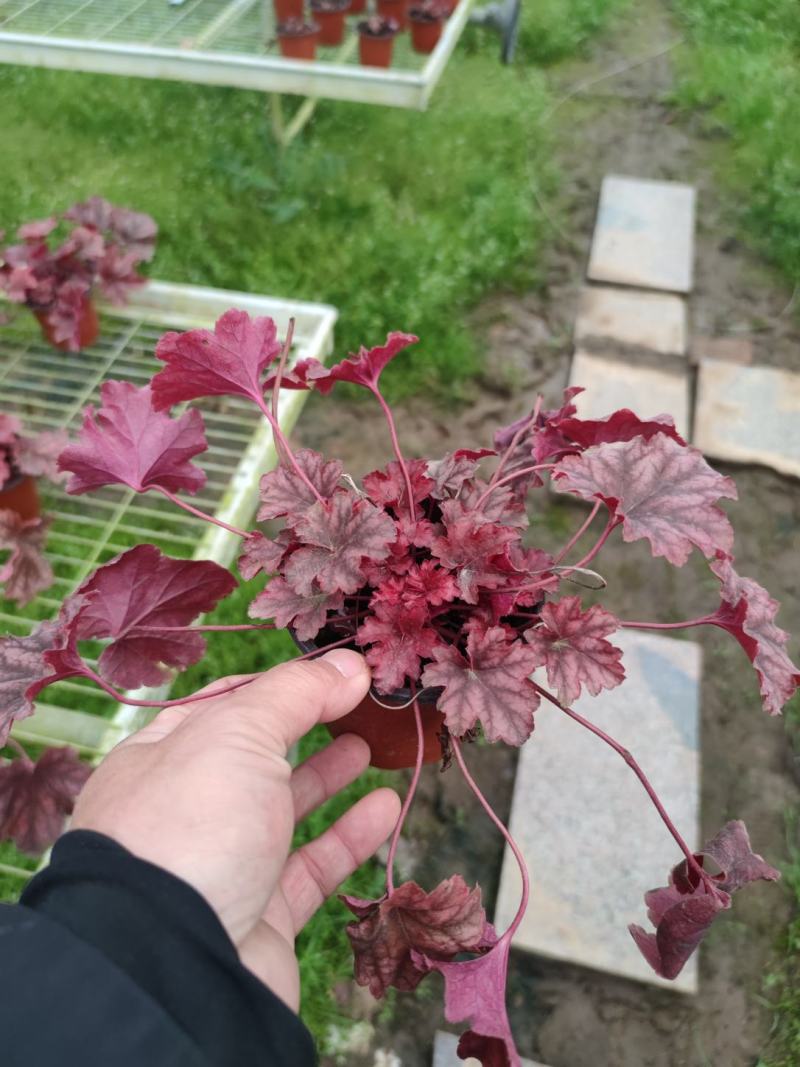 矾根，花叶绿植，彩叶花卉,里奥品种，永恒紫