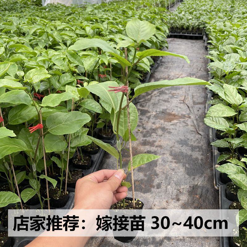 钦蜜九号百香果苗嫁接苗纯甜品种百香果苗