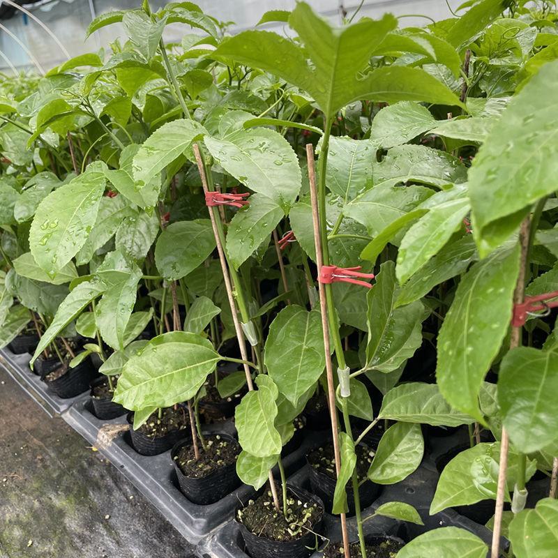 钦蜜九号百香果苗嫁接苗纯甜品种百香果苗