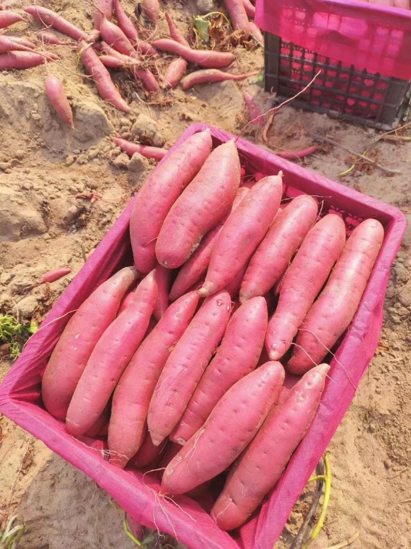广东湛江西瓜红，支持各种规格，大量供应，产地直销