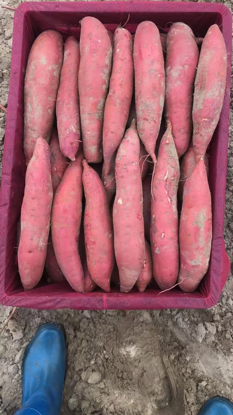 广东湛江西瓜红，支持各种规格，大量供应，产地直销