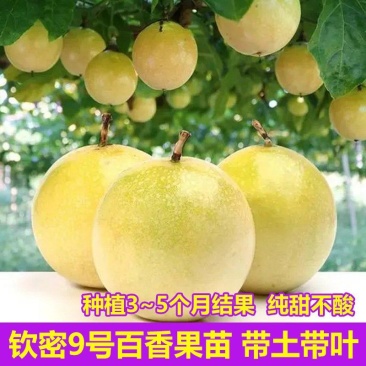 钦蜜九号百香果苗嫁接苗纯甜品种百香果苗
