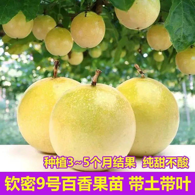钦蜜九号百香果苗嫁接苗纯甜品种百香果苗