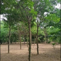 小皂角
