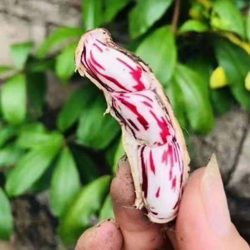七彩花生云南特产牛奶花生米养胃可生吃