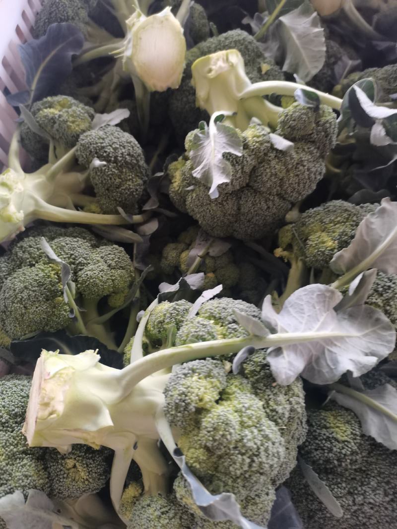湖北西兰花，大量有货，视频看货，价格优惠，可供超市，电商