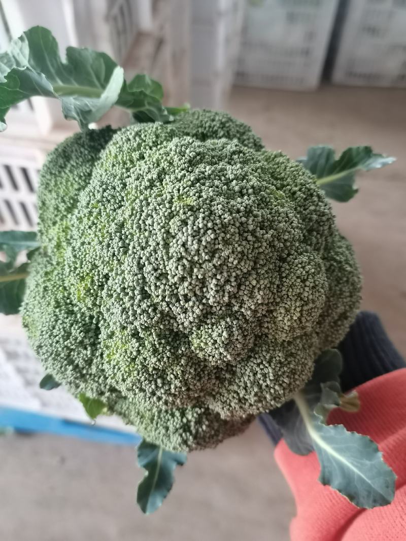 湖北西兰花，大量有货，视频看货，价格优惠，可供超市，电商