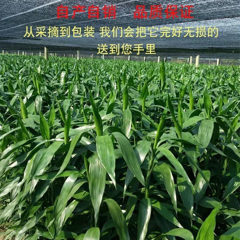 富贵竹水养盆栽转运竹步步高升室内客厅水培植物水竹花瓶玻璃