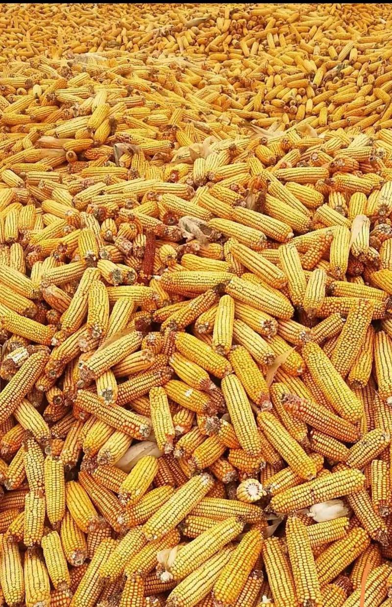 大量销售玉米粒容重高玉米粒除尘无杂质玉米粒，量大从优