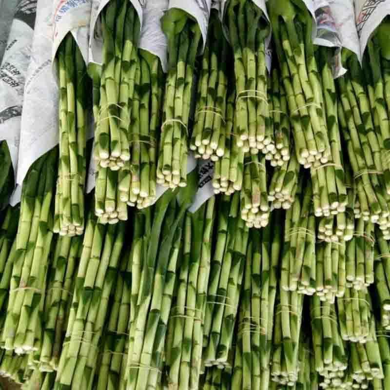 富贵竹水养盆栽转运竹步步高升室内客厅水培植物水竹花瓶玻璃