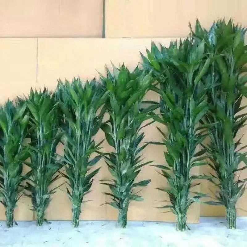 富贵竹水养盆栽转运竹步步高升室内客厅水培植物水竹花瓶玻璃